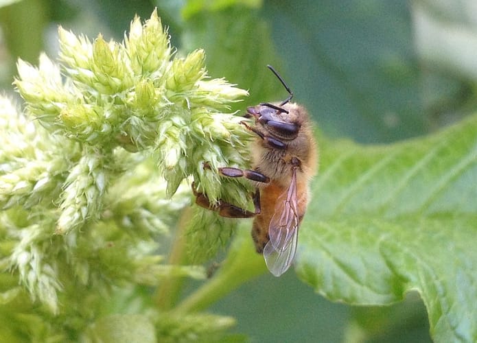 Honey bee on Callaloo