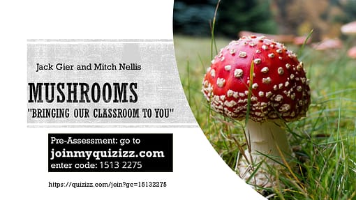 mushrooms presentation